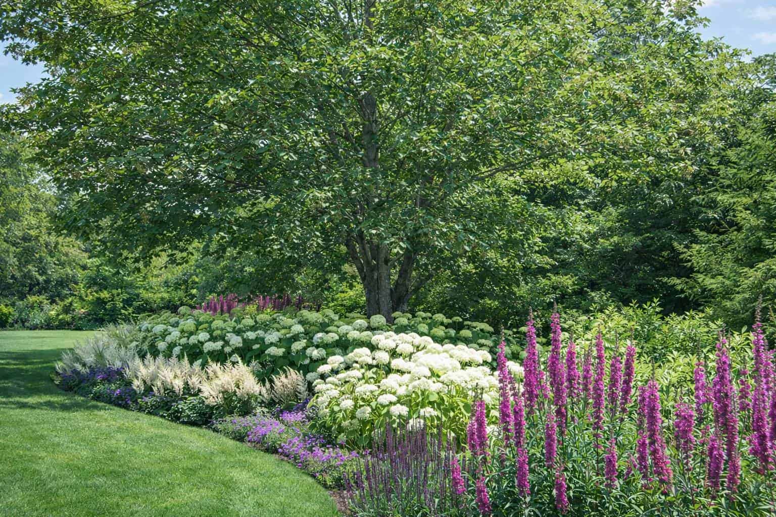 White hydrangeas and purple blooms beneath a tree in a Hamptons garden by Unlimited Earth Care