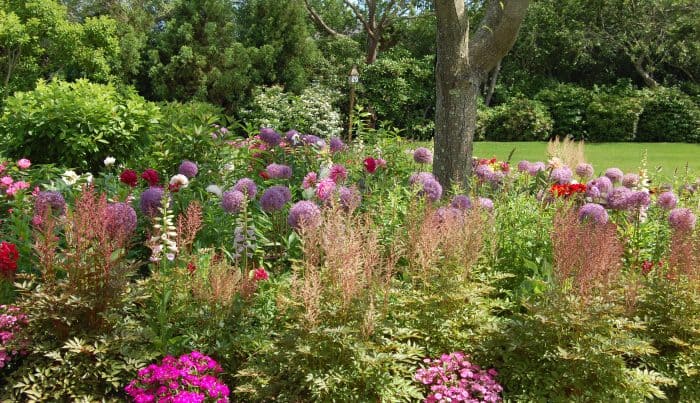 A Hamptons garden with allium and colorful summer blooms by Unlimited Earth Care