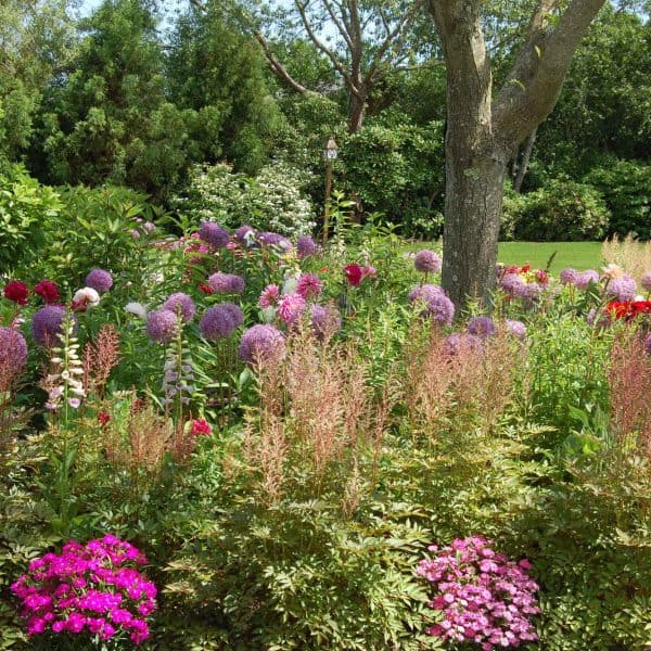 A Hamptons garden by Unlimited Earth Care with allium and colorful summer blooms
