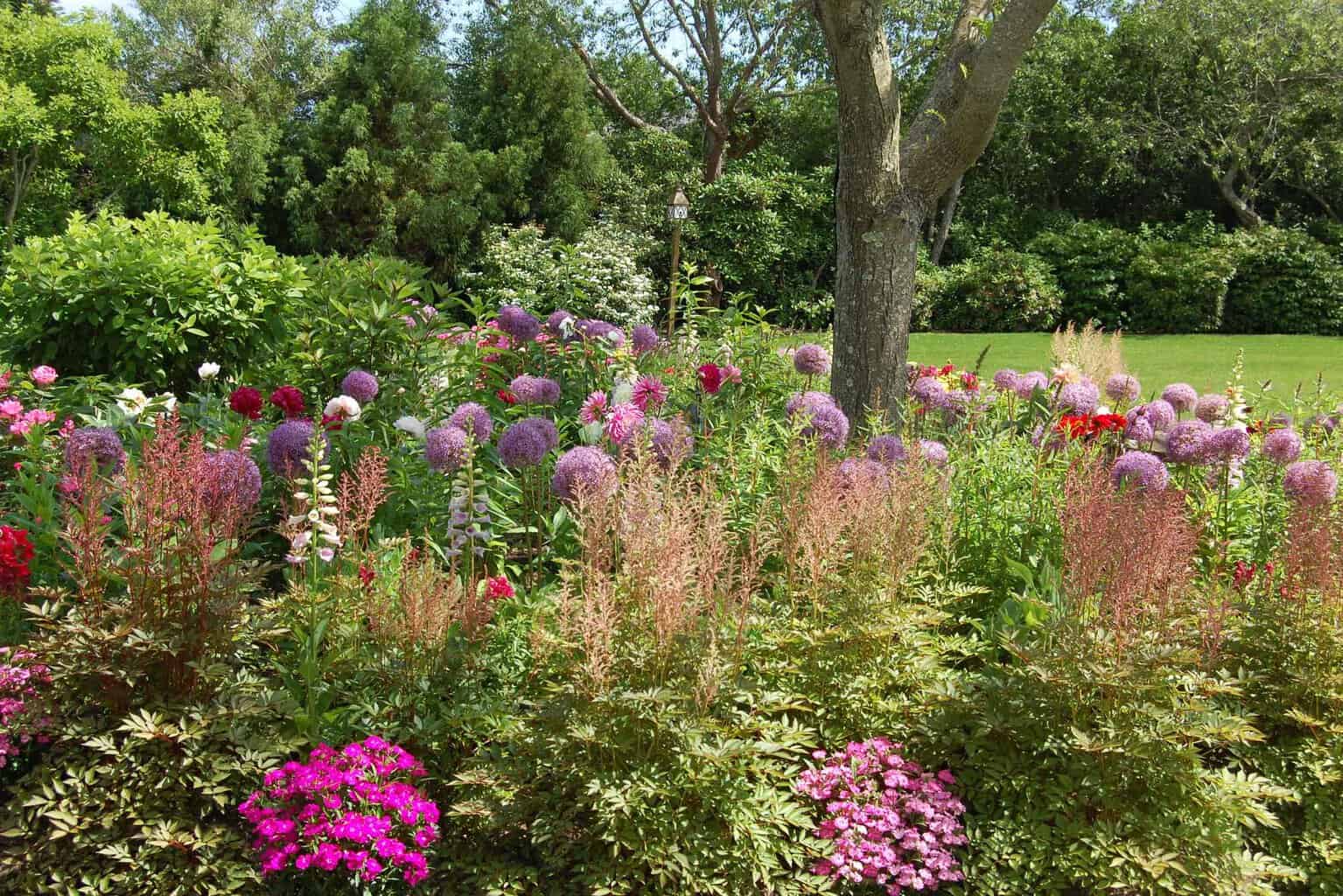 A Hamptons garden by Unlimited Earth Care with allium and colorful summer blooms