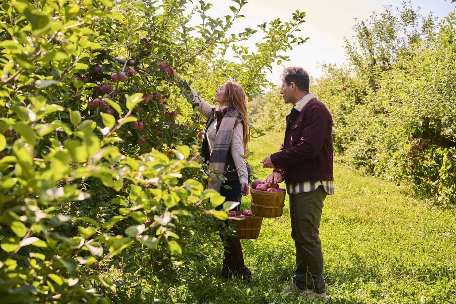 Apple picking on a fall outing near Boston
